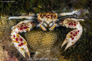 Spotted Porcelain Crab by Jonathan Sala 